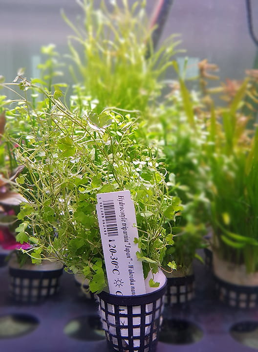 Hydrocotyle japan koszyk xxl